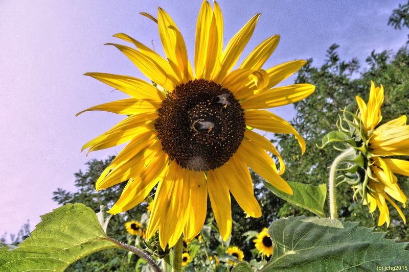 Sonnenblume mit Hummeln 13.08.15