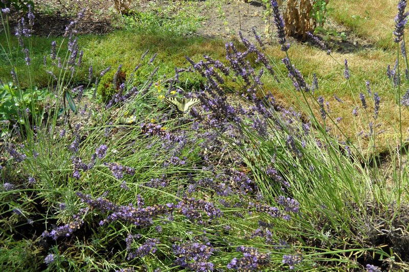 Schwalbenschwanz im Lavendel am 17.07.2016