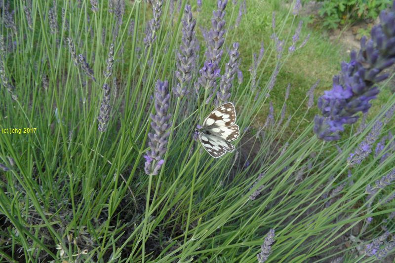 Schachbrettfalter am Lavendel im Beet "Acht" Bild 1am 08.07.2017