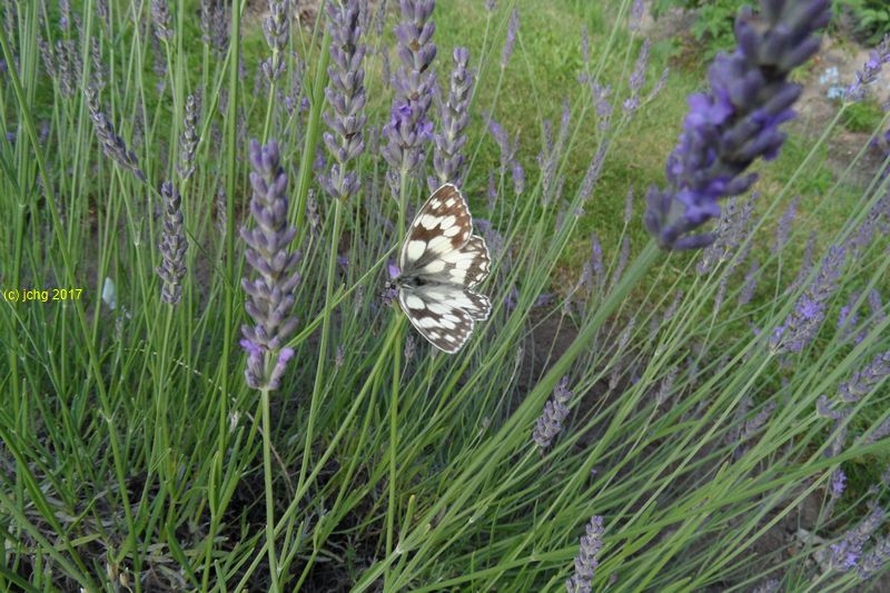Schachbrettfalter am Lavendel im Beet "Acht" Bild 3 am 08.07.2017