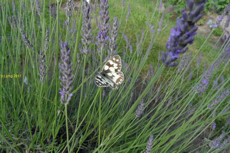 Schachbrettfalter am Lavendel im Beet "Acht" Bild 2am 08.07.2017