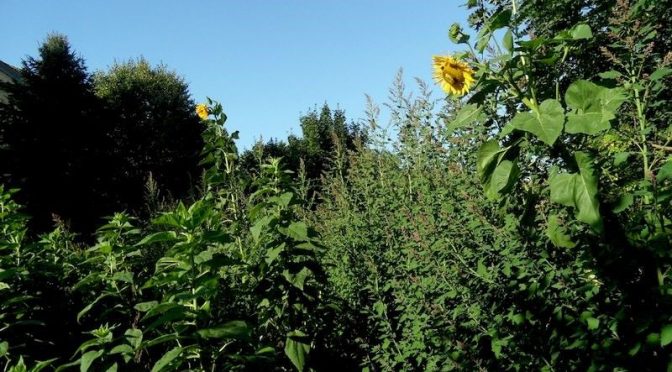 Baumspinat, Sonnenblumen, Topinambur September 2015