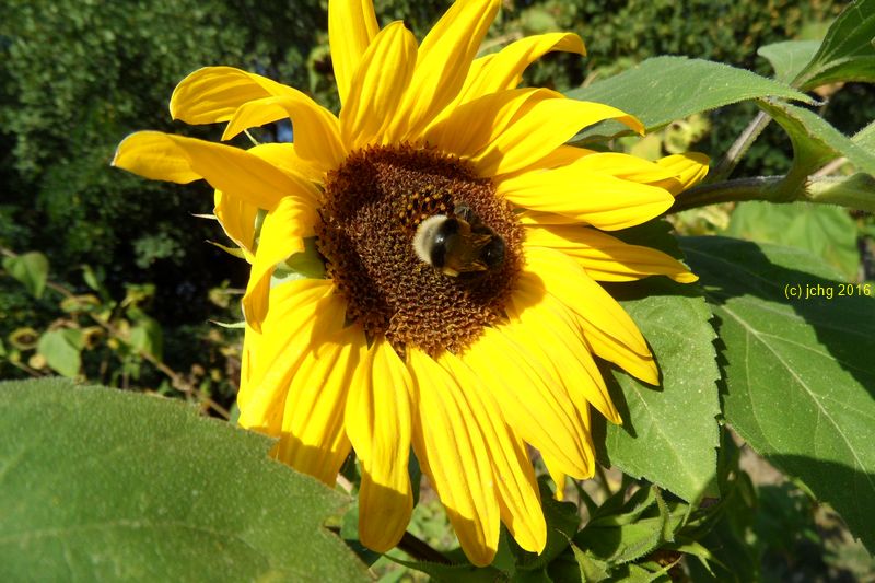 Sonnenblume und Hummel 1 am 16.09.2015