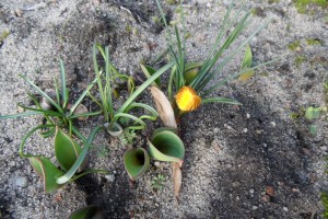 Blühender Krokus und wachsende Tulpen