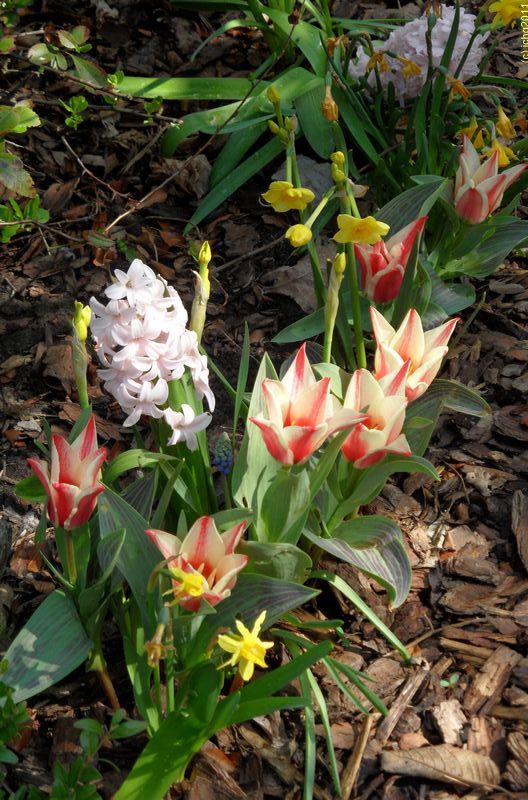 Mehr Tulpen und Hyazinthen