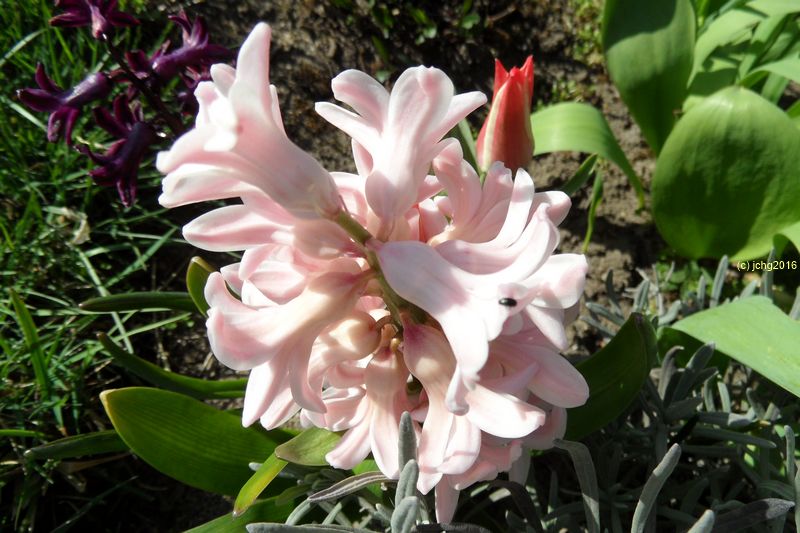 Tulpen und Hyazinthe am 07.04.2016