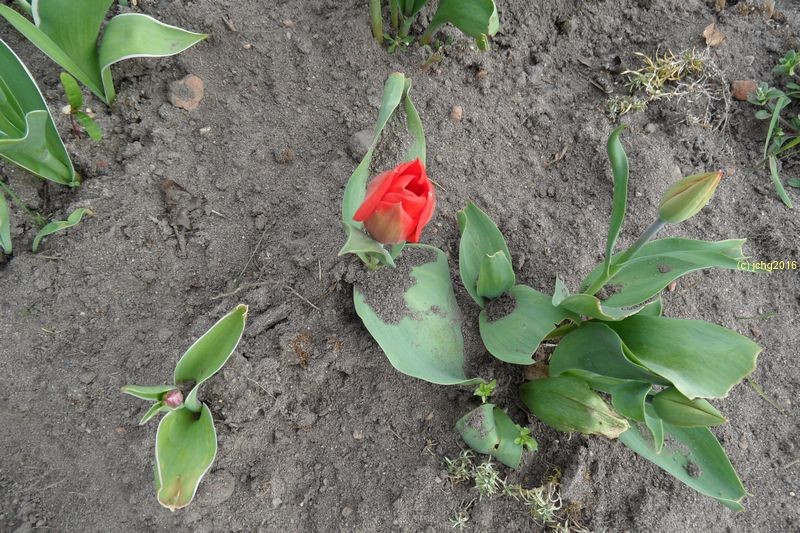 Rote Tulpe am 09.04.2016
