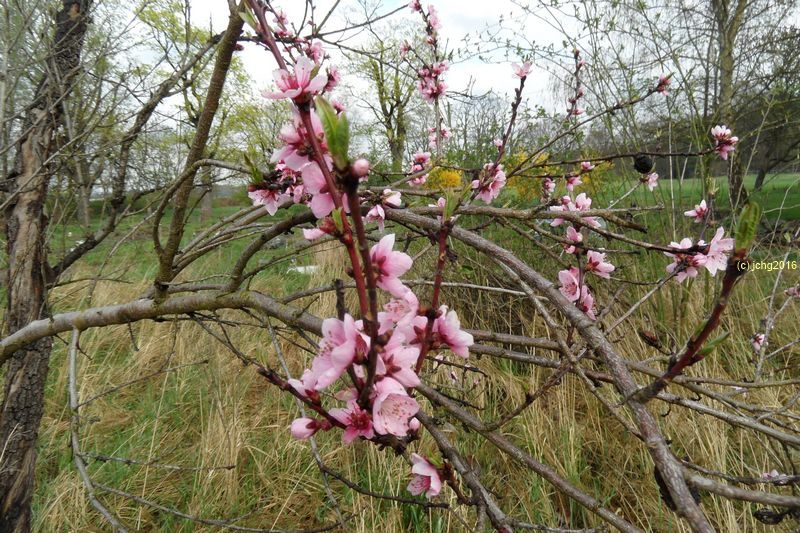 Noch Mehr Pfirsichblüten am 15.04.2016