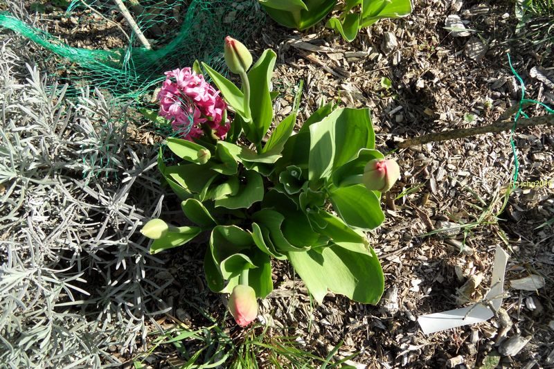 Hyazinthe und Tulpen