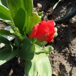 Rote Tulpenblüte