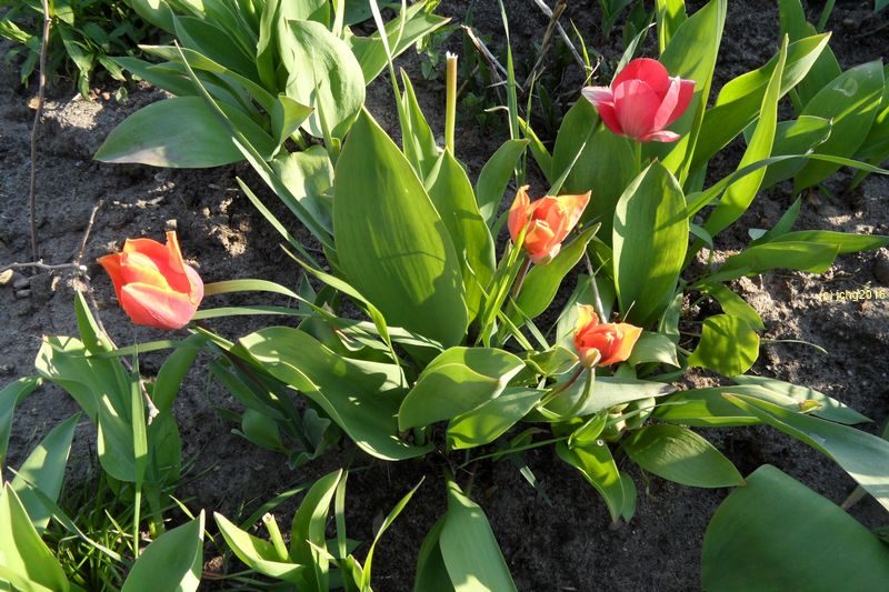 Rote und orange Tulpenblüten