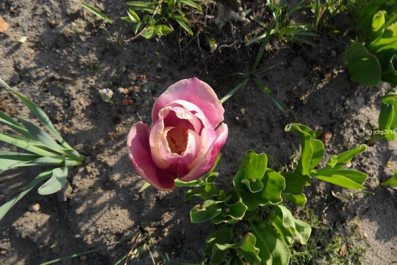 Lila Tulpenblüte