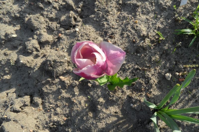 Und noch eine lila Tulpenblüte
