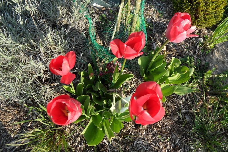 Noch mehr rote Tulpenblüten