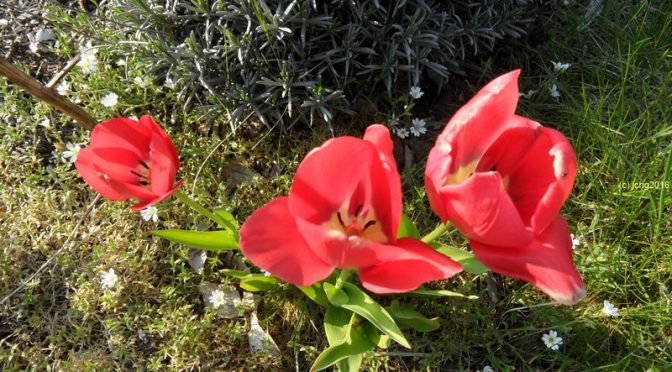 Drei rote Tulpenblüten