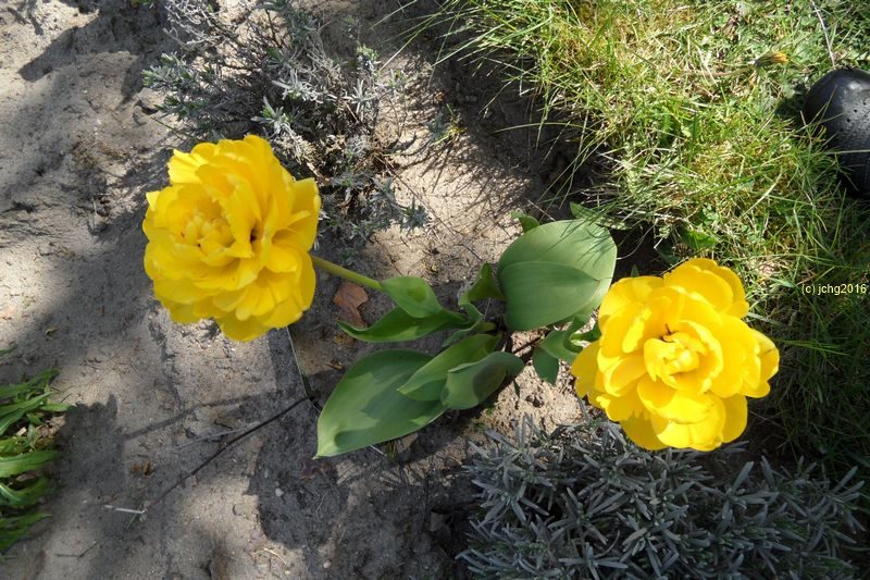 Gelbe gefüllte Tulpenblüten am 1.5.16