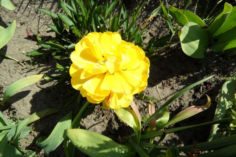 Gelbe gefüllte Tulpenblüte am 1.5.16
