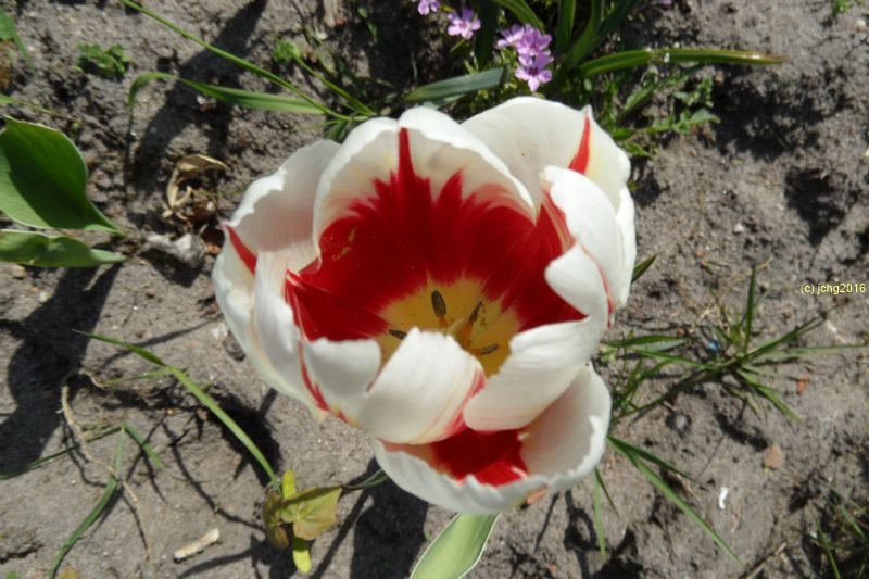 Tulpenblüte weiß-rot am 1.5.16