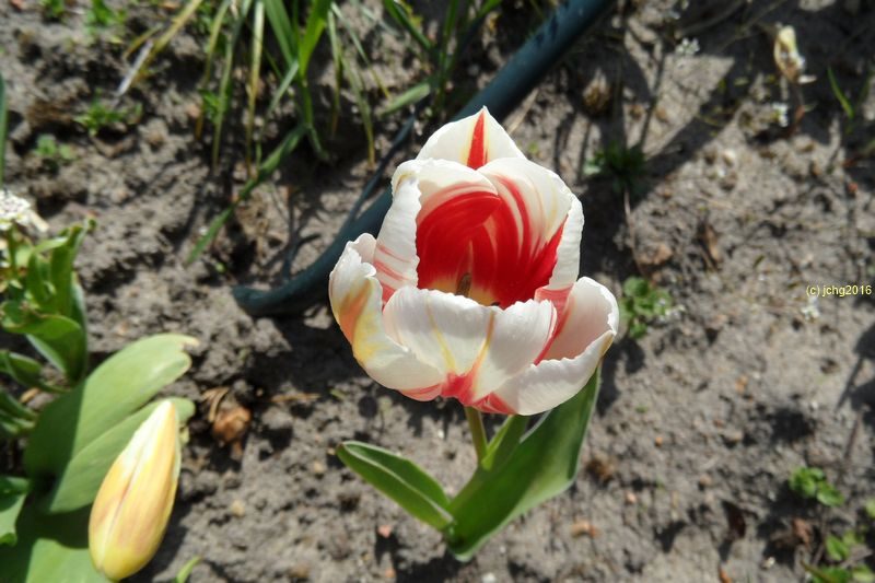 Tulpenblüten gelb und weiß-rot am 1.5.16