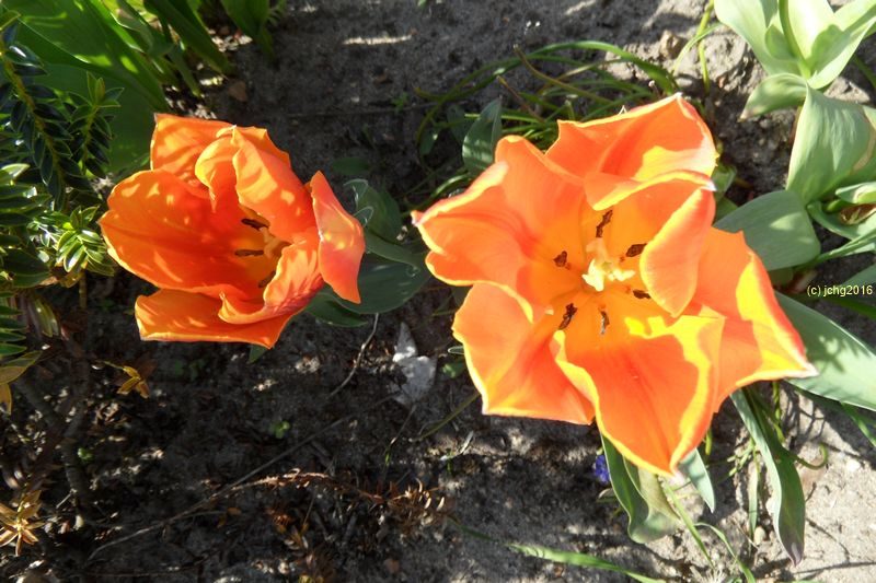 Tulpenblüten orange am 1.5.16