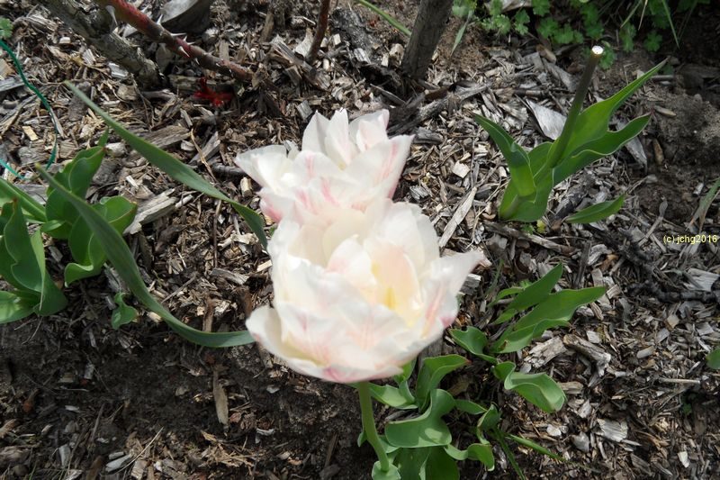 Tulpenblüten weiß-rosa am 4.5.16