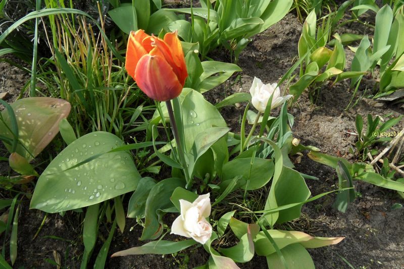 Tulpenblüten orange und weiß am 4.5.16