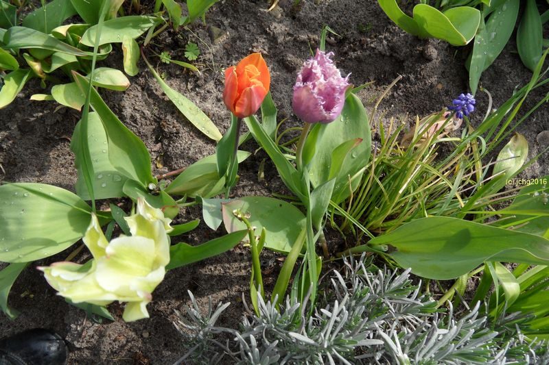 Tulpenblüten orange, lila und grün am 4.5.16