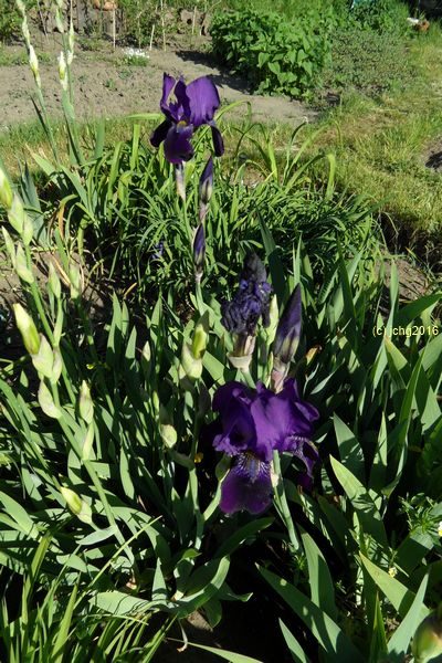 Lila blühende Schwertlilien im Beet "Iris" am 22.05.2016