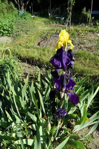 Gelb und lila blühende Schwertlilien im Beet "Iris" am 22.05.2016