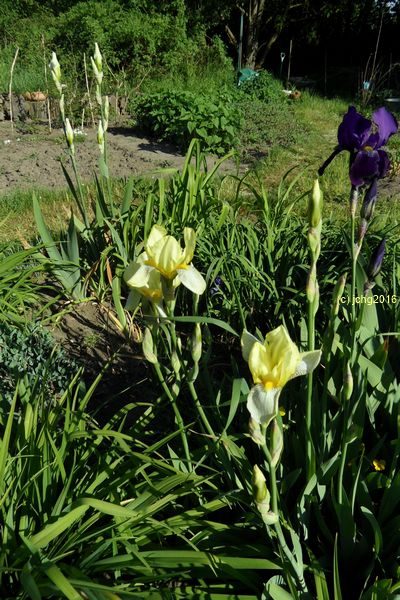 Gelb blühende Schwertlilien im Beet "Iris" am 22.05.2016