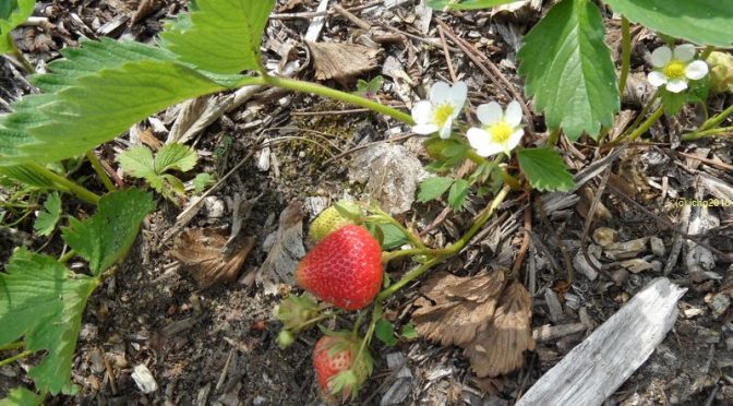 Erste Erdbeeren dieses Jahr