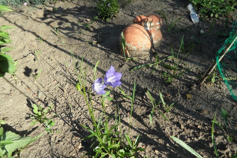 Hübsche unbekannte Blüte