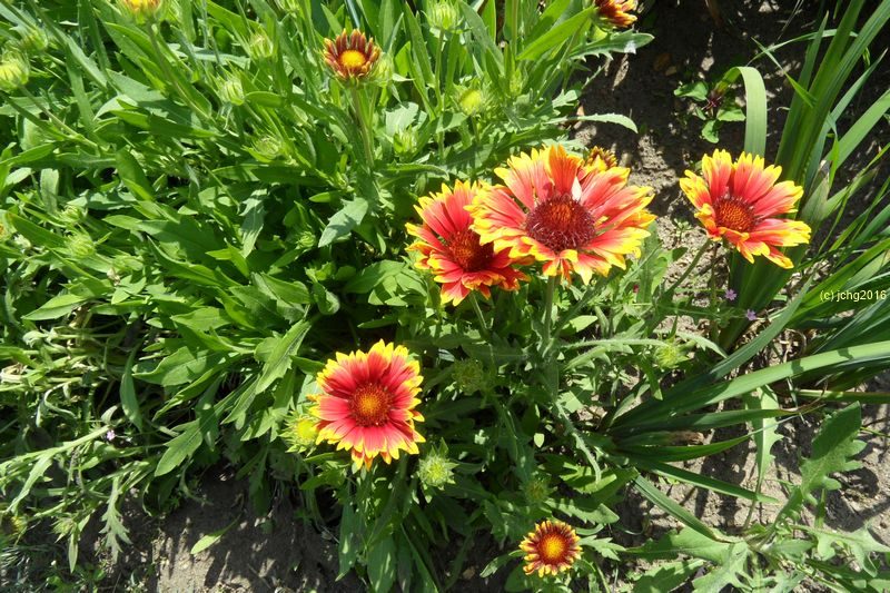 Kokardenblume