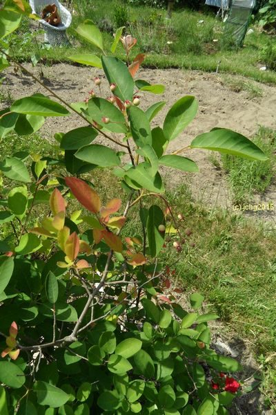 Kupferfelsenbirne Bild 2