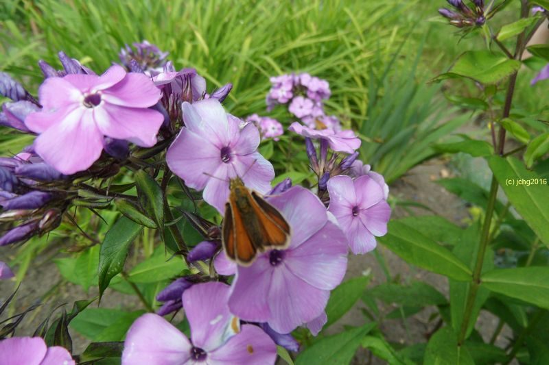 Schmetterling am Phlox am 30.06.2016