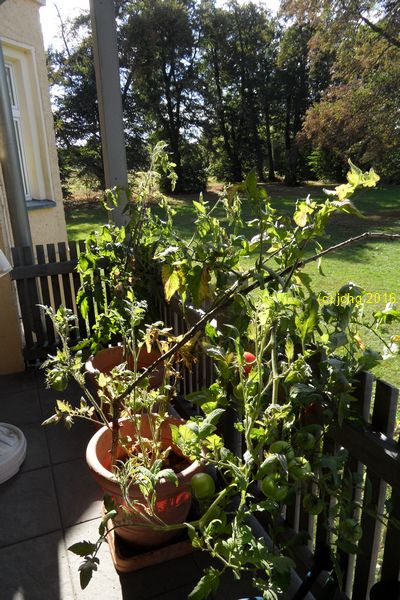 Die Tomatenpflanzen auf der Terrasse am 03.10.2016
