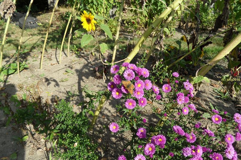Viele verschiedene Blüten und Kaisermantel Herbstanfang 2016