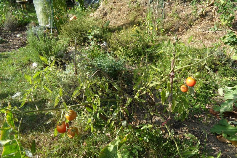 Tomate "Black Krim" Herbstanfang 2016