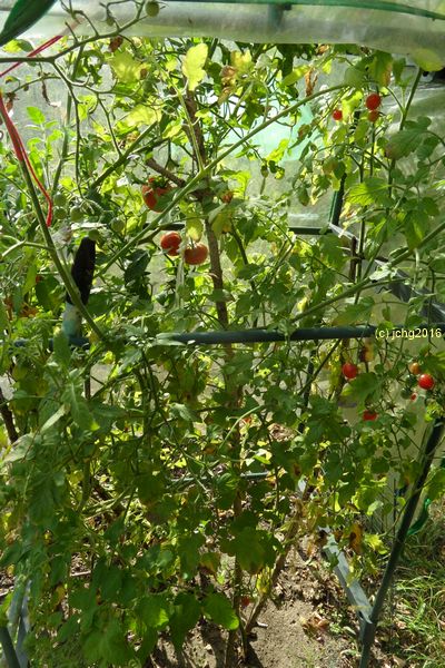 Tomaten im Gewächshaus Herbstanfang 2016