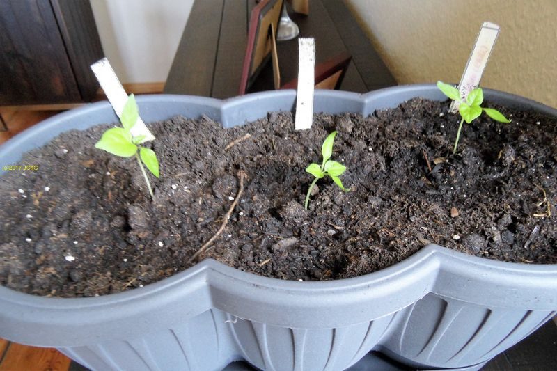 Die drei Chilipflanzen "Fatalii White" am 12.03.2017