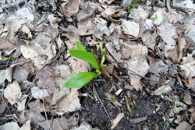 Erste Bärlauch-Pflanze am 20.03.2017