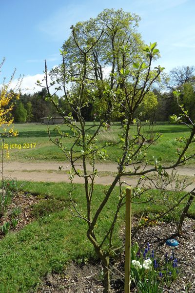 Apfelbaum der schon in Dallgow und Falkensee war am 16.04.2017