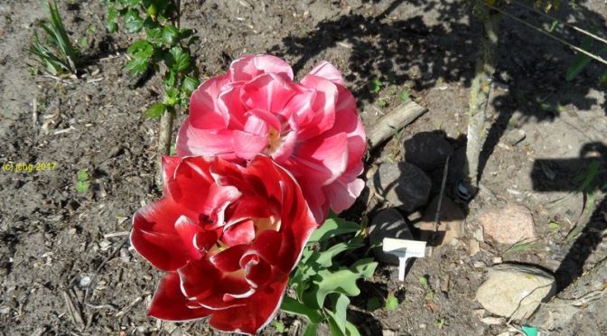 Tulpen im Beet "Jostabeere" am 07.05.2017