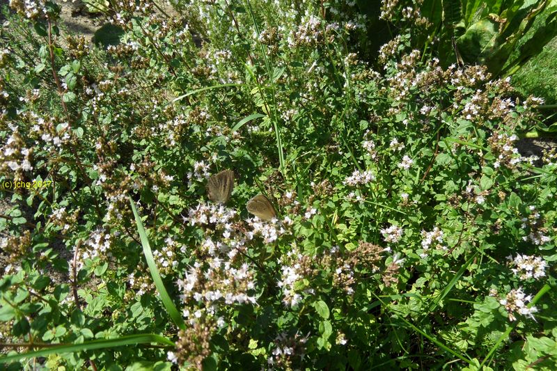 Der blühende Majorab mit zwei Schmetterlingen "Kleiner Waldvogel" im Beet "Meerrettich" am 30.07.2017