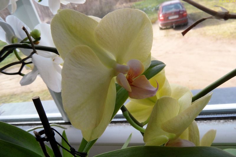Gelbe Orchideenblüte am 10.02.2018