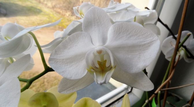Weiße Orchideenblüte am 10.02.2018