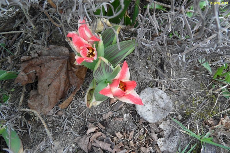 Tulpen rot-gelb am 13.04.2018