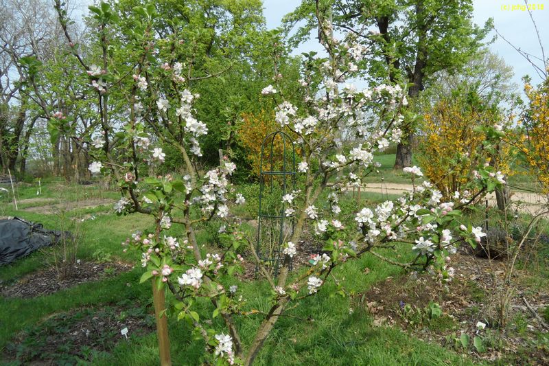 Apfelbaum fängt an zu blühen 22.04.2018