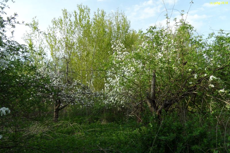 Wildgarten blühende Apfelbäume 27.04.2018