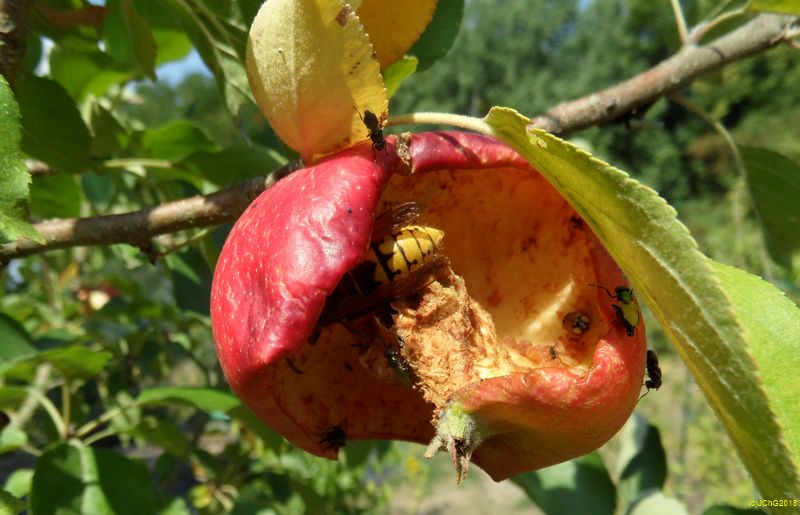 Eine Hornisse in einem Apfel am 19.08.2018